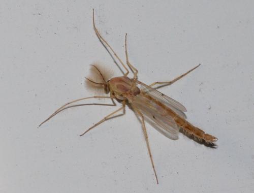 Réf. 294 038 : Chironomus sp.